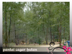 Pantai Cagar Hutan, Kemaman